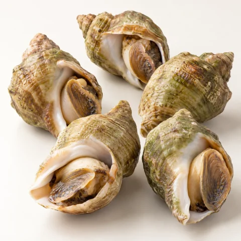 Ốc Bulot size 20/40